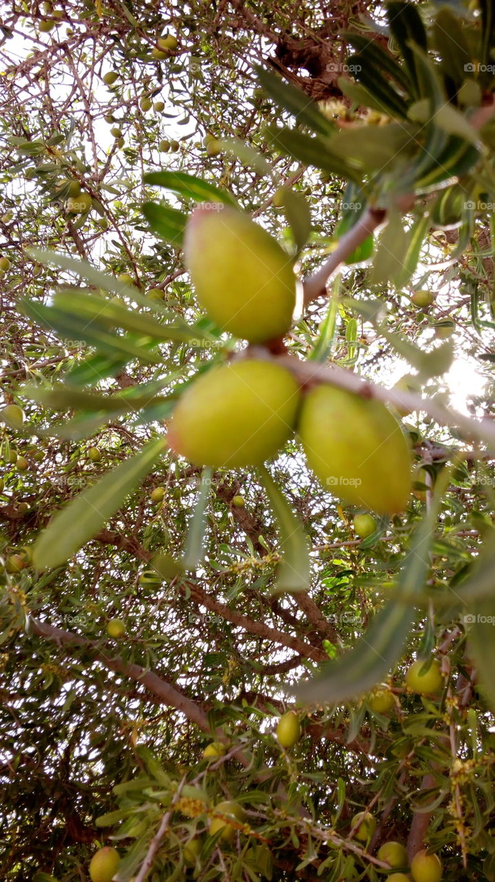 شجرة اركان من المغرب