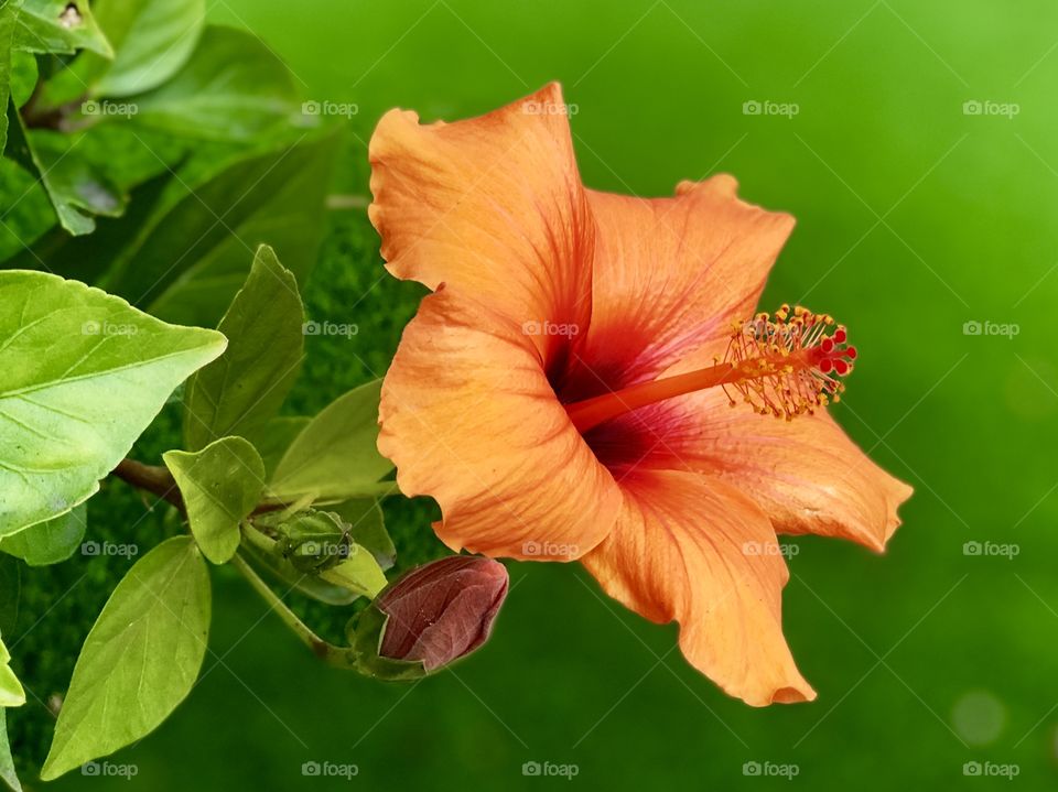 Foap Mission Macro Photography! Unique Bright Orange Hibiscus Tropical Flower Macro Shot ,