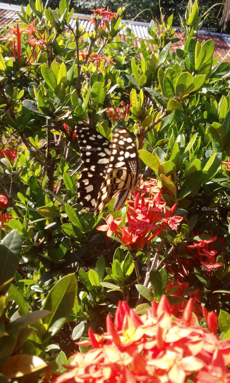 butterfly on flowers