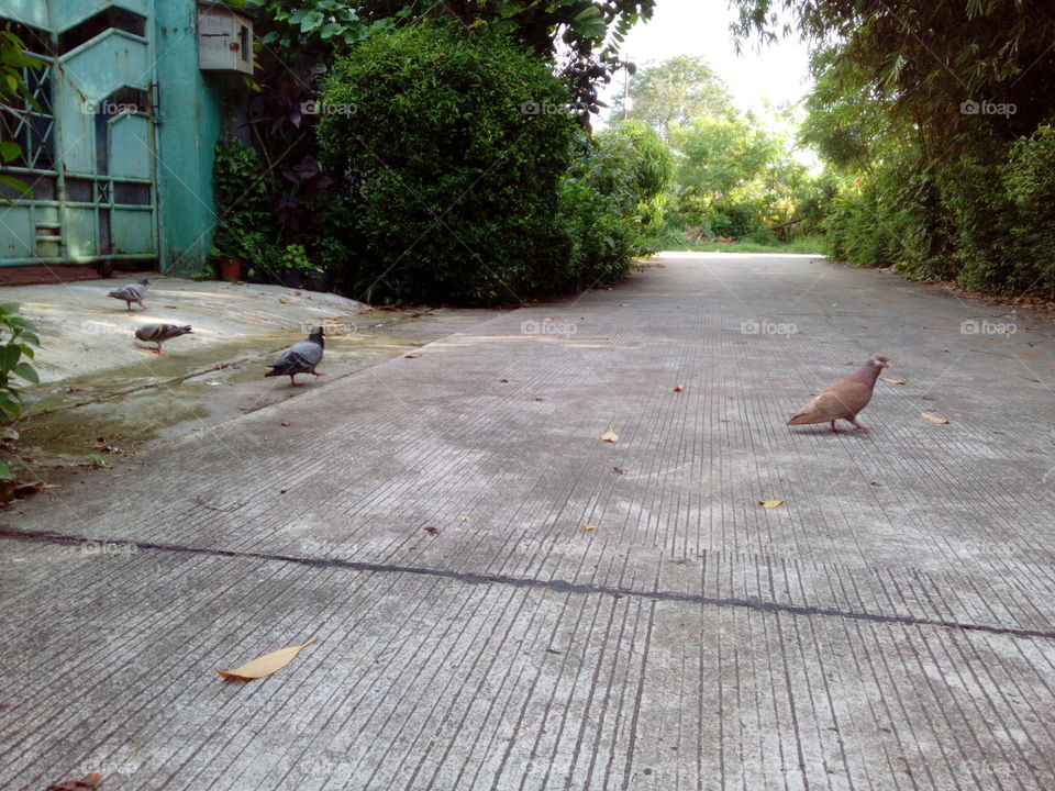Pigeons on the street