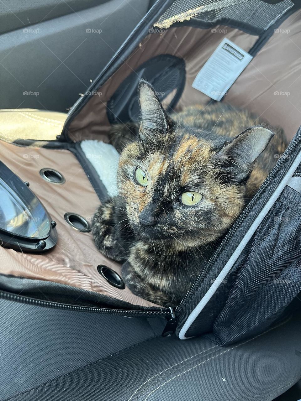 Tortoiseshell cat on a cat carrier