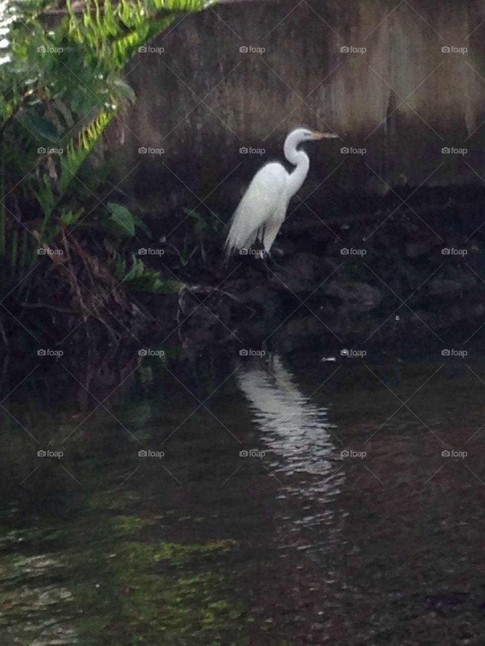 Egret along the river