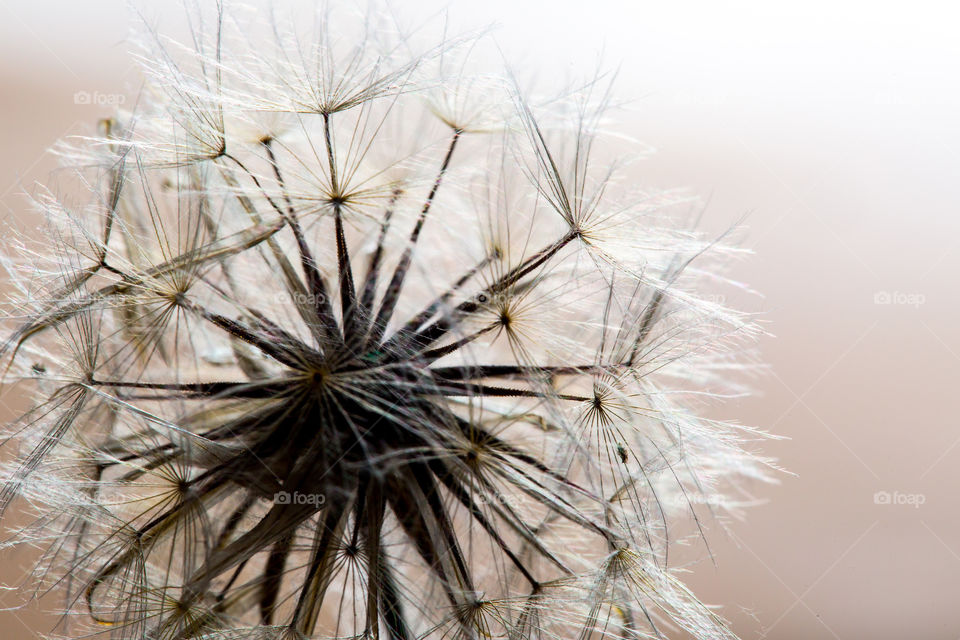Monochrome image of dandelion flower and seeds with creamy white and pink colors.