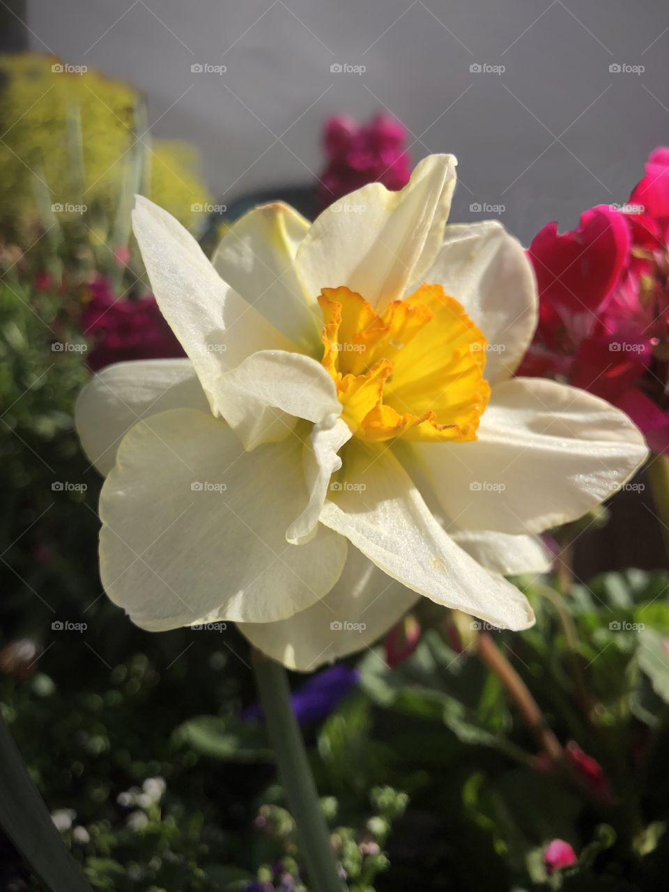 Daffodil Days
