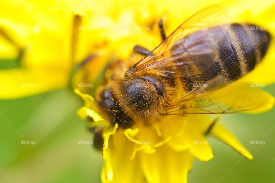 Extreme close-up of bee on yellow flower
