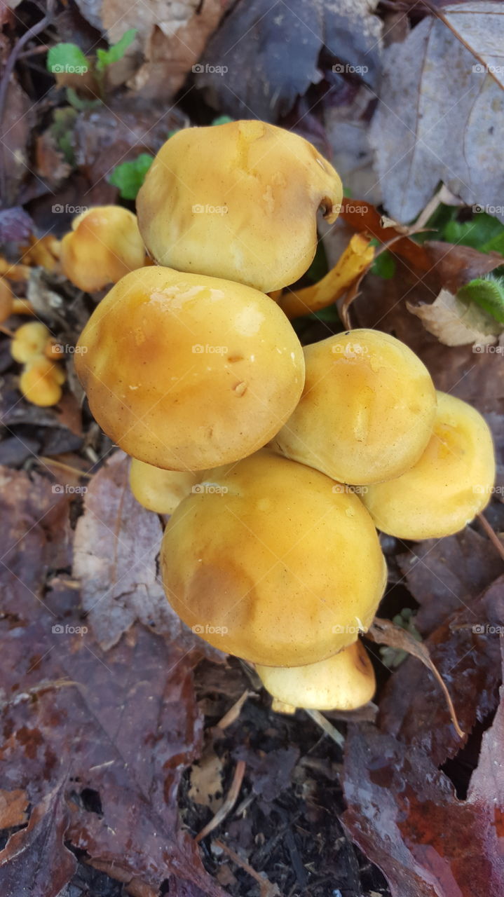 yellow mushrooms