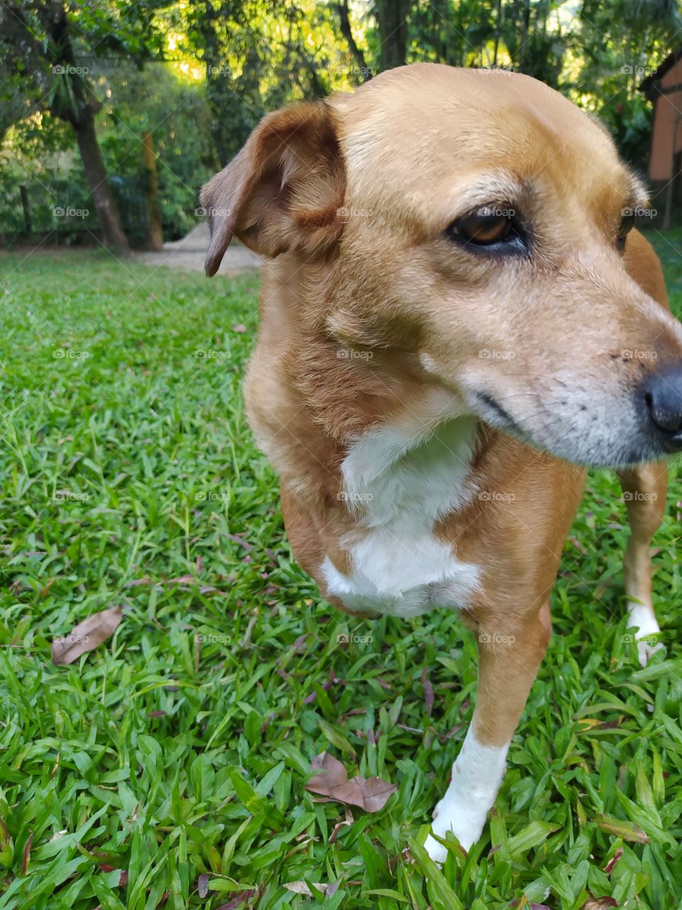 Cachorro deficiente na grama.