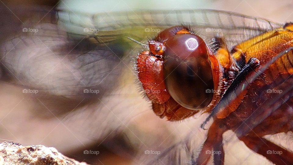 dragonfly fly eyes shining under the sun