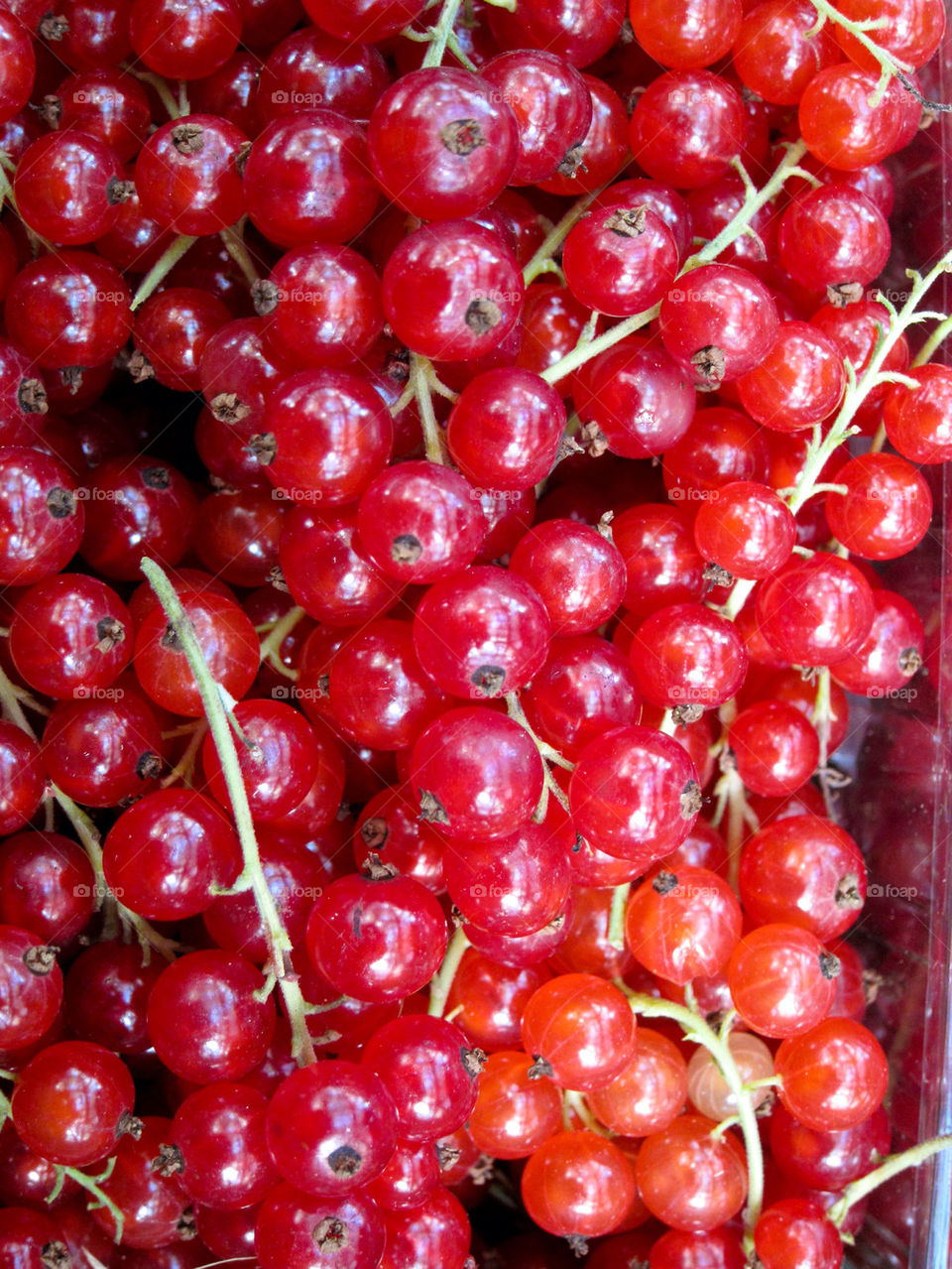 Red currants.