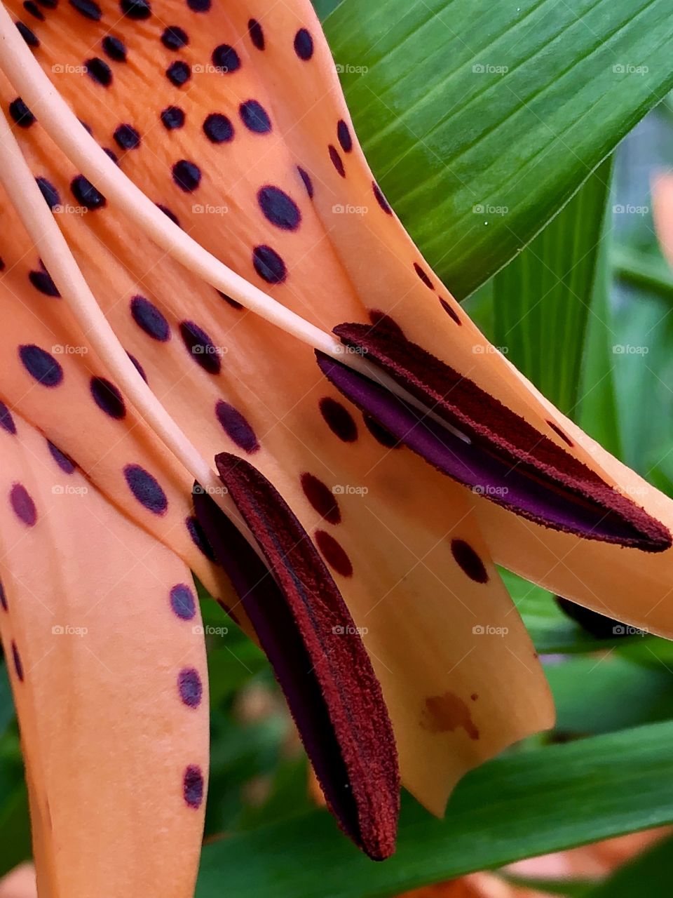 Tiger lily’s stamen in closeup perspective brings its’ spots into focus and detailed pollen location.