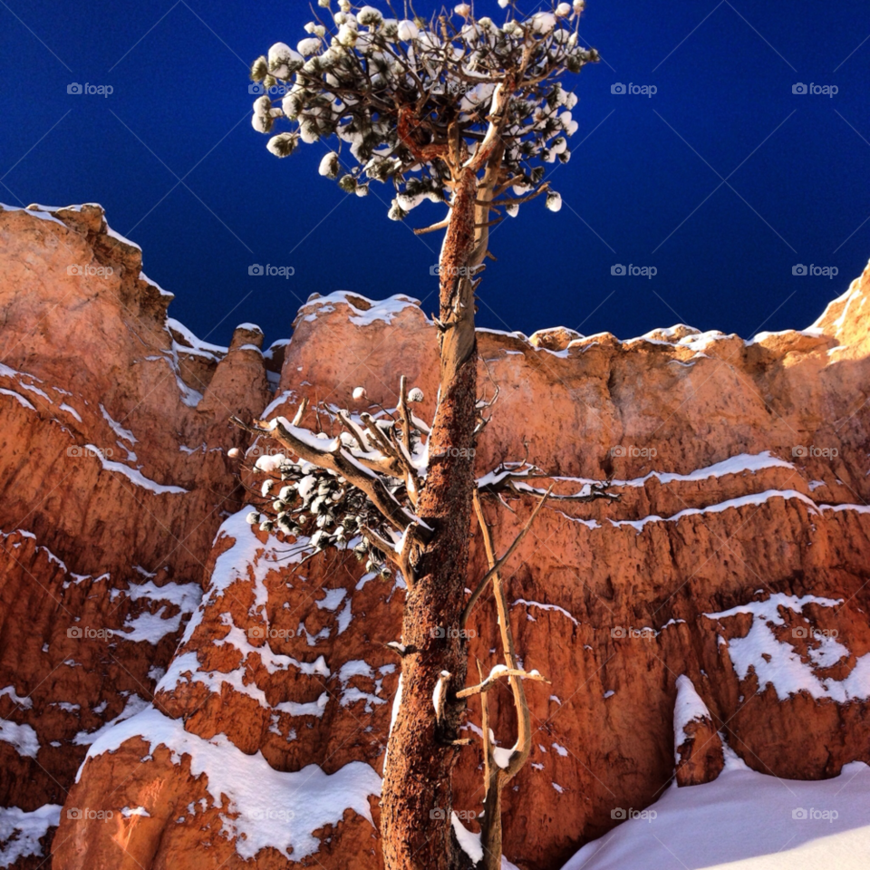 snow tree contrast mountains by Jo13540