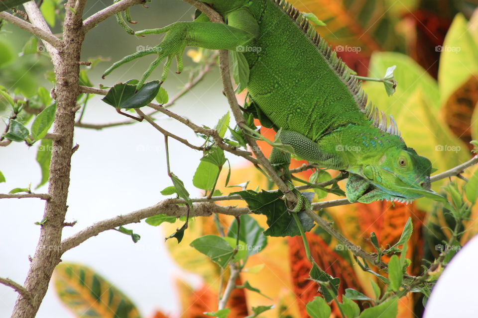 iguana eating in a tree