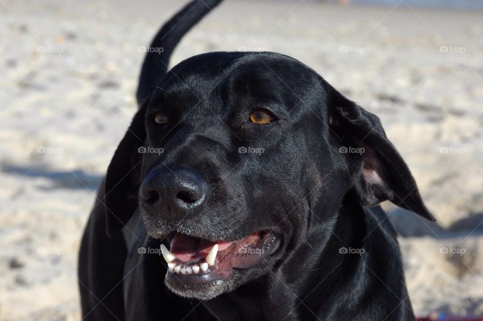 Soaking up some sun. He loves the beach and beach balls. Never gets tired!