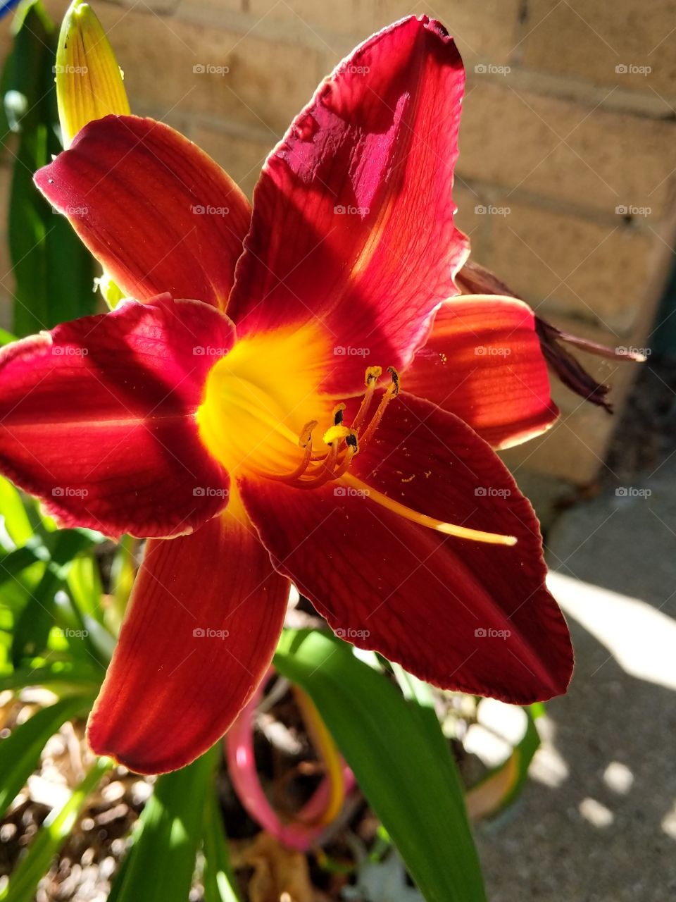 Daylily greetings