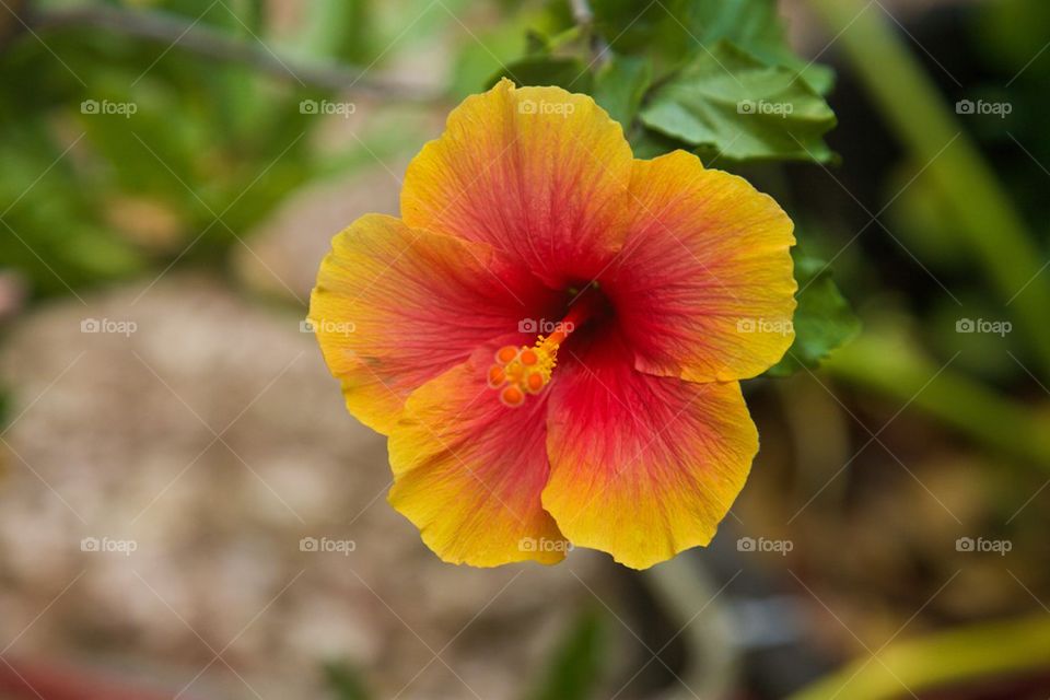 Hibiscus flower