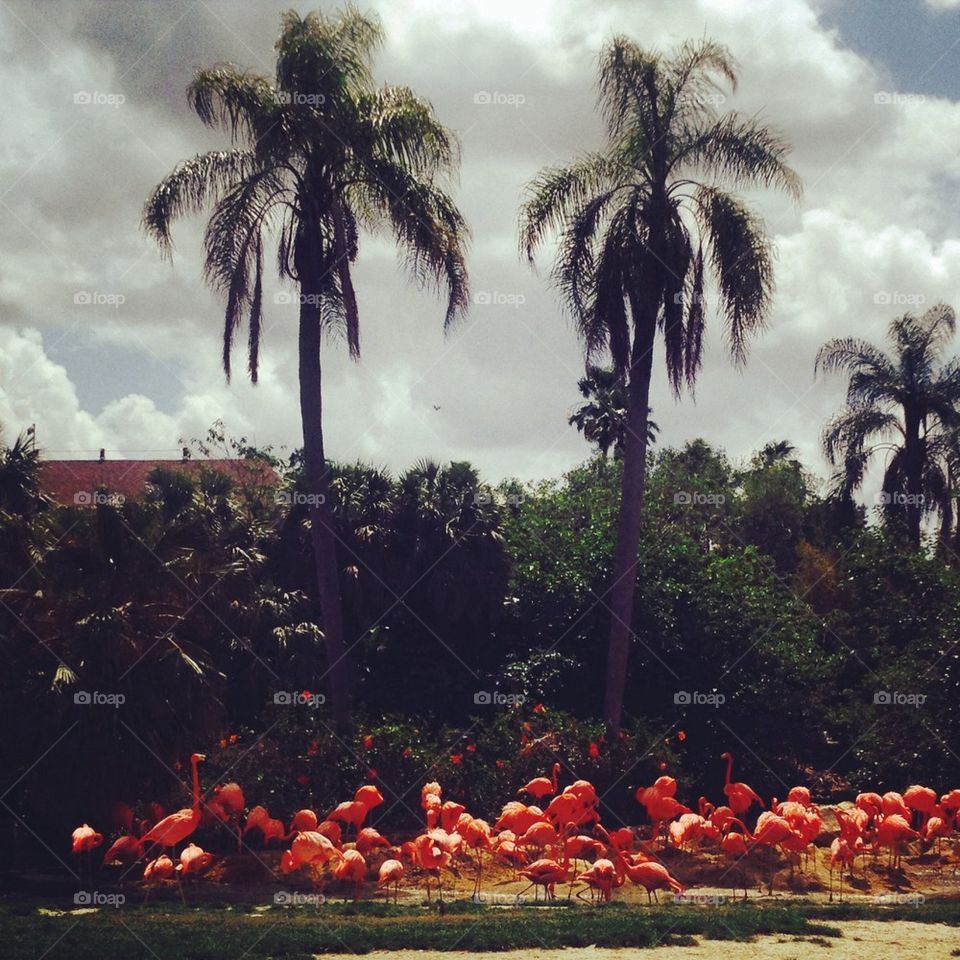 Flamingoes and palm trees