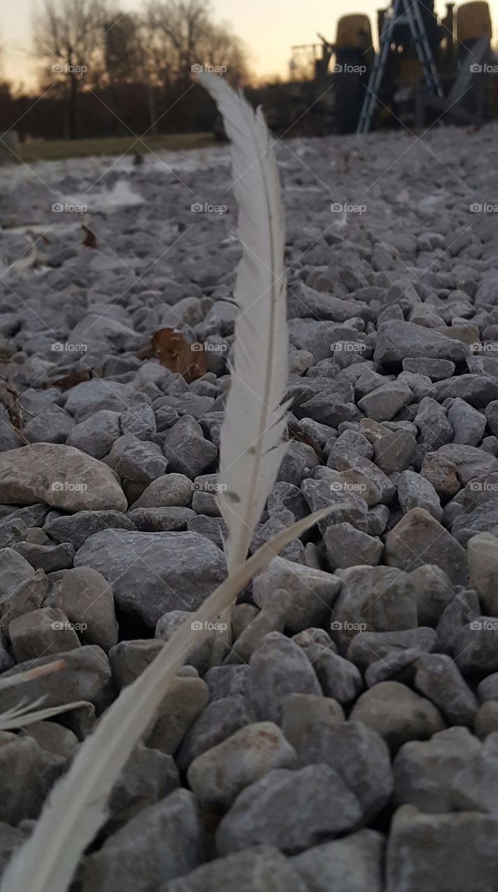 standing chicken feather