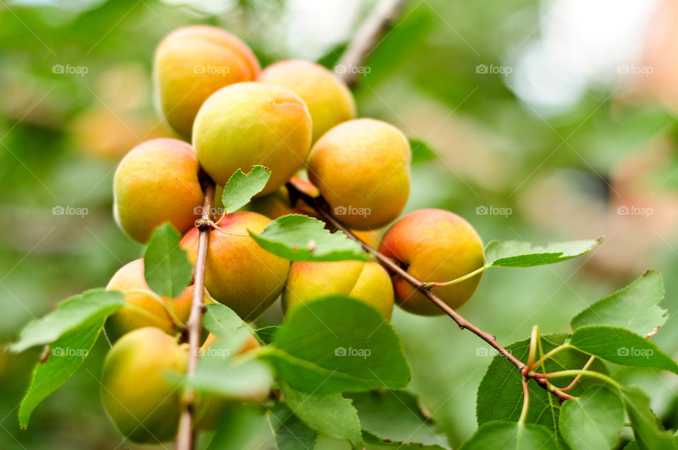 Apricot 