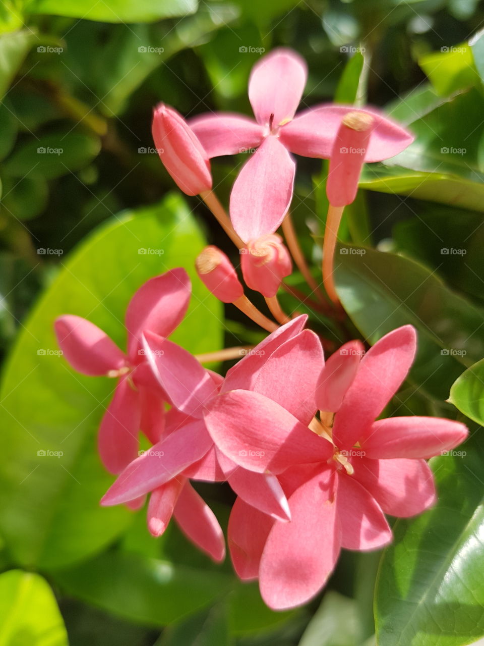 Tropical pink color flower petals with green leaves on a tree in lush and wild garden, summer sunshine creates shadows