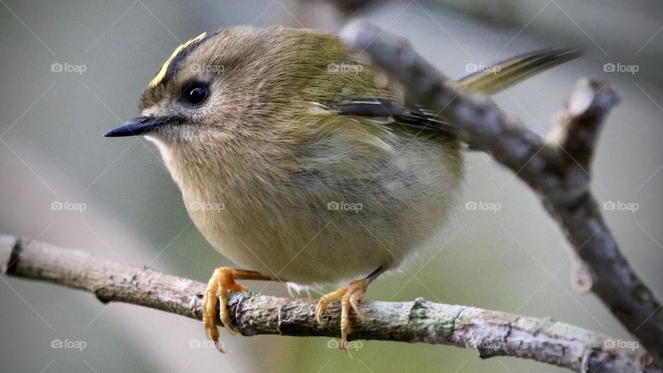 Goldcrest 