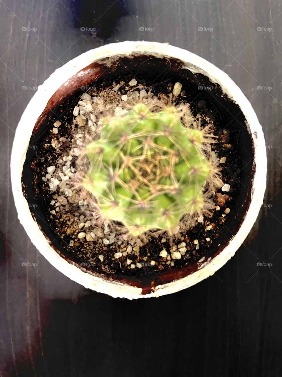 Indoor cactus in a circular pot. 