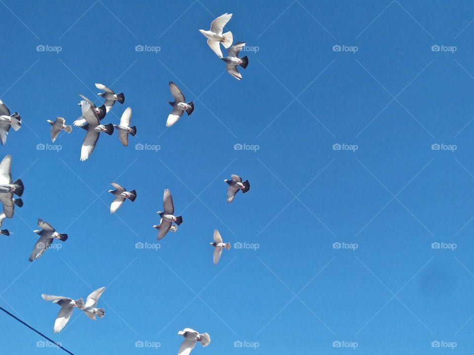 A flock of pigeons flying cross the sky at essaouira city in Morocco