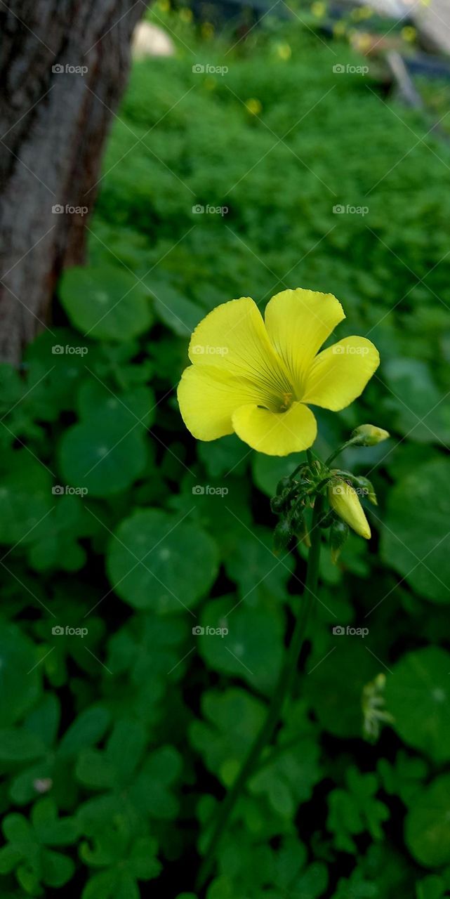 Yellow flowers close up