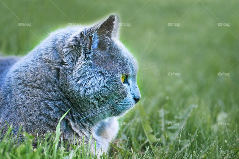 Cat in grass