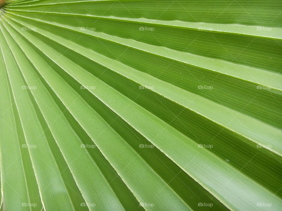 leaf close-up