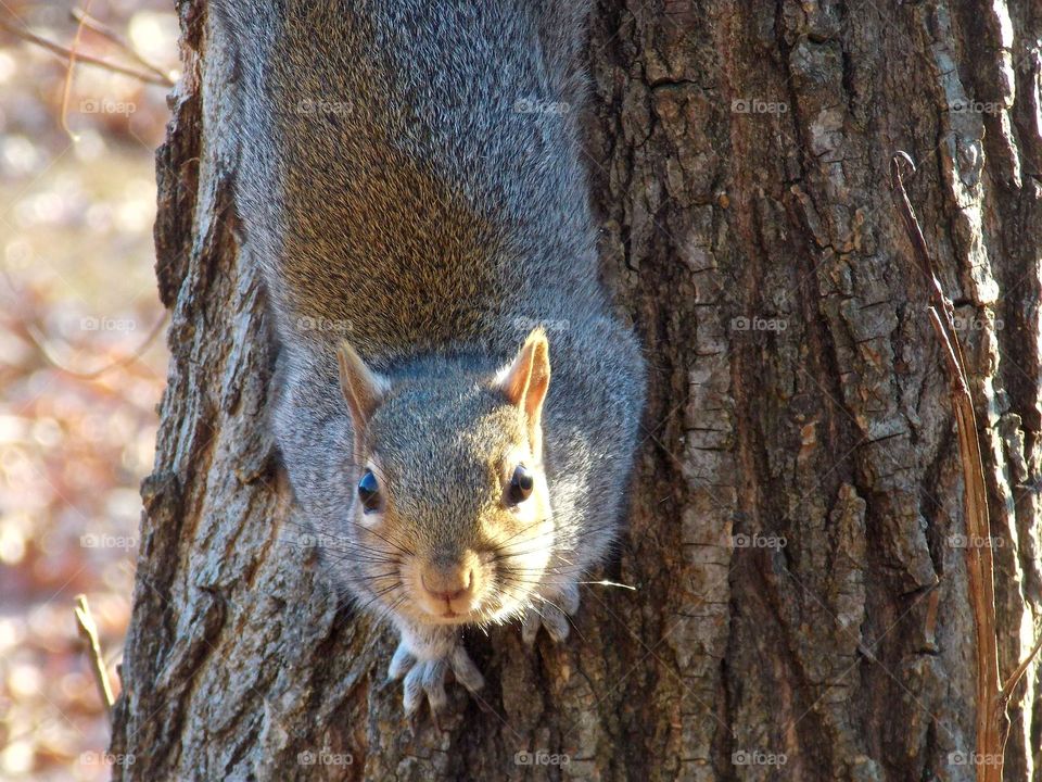 A squirrel taking a moment to pose for the camera