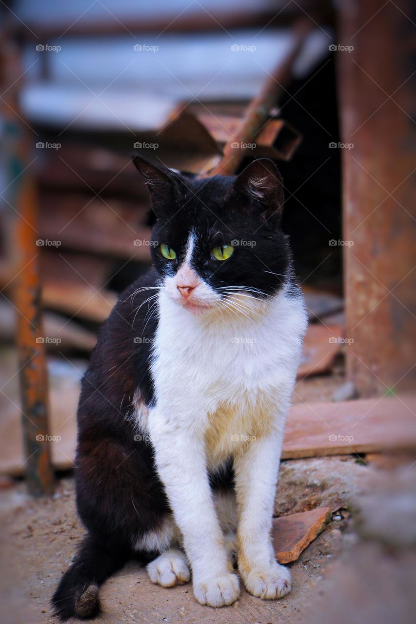 A male cat is sitting.