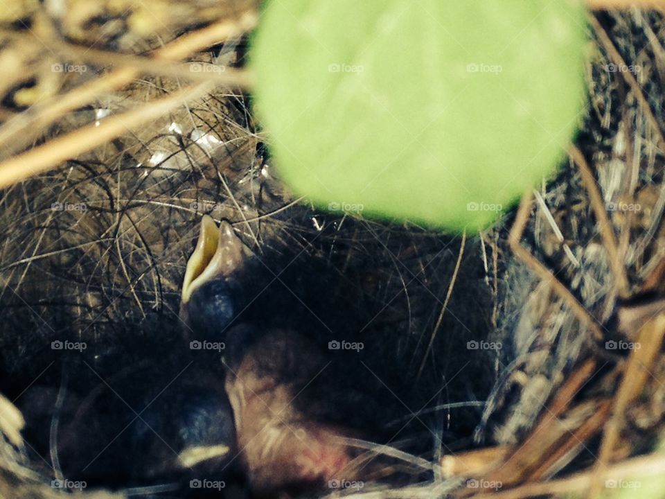 Baby birds in Moms flowers