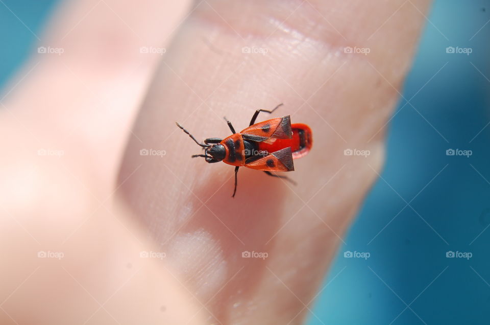 Bug on my finger