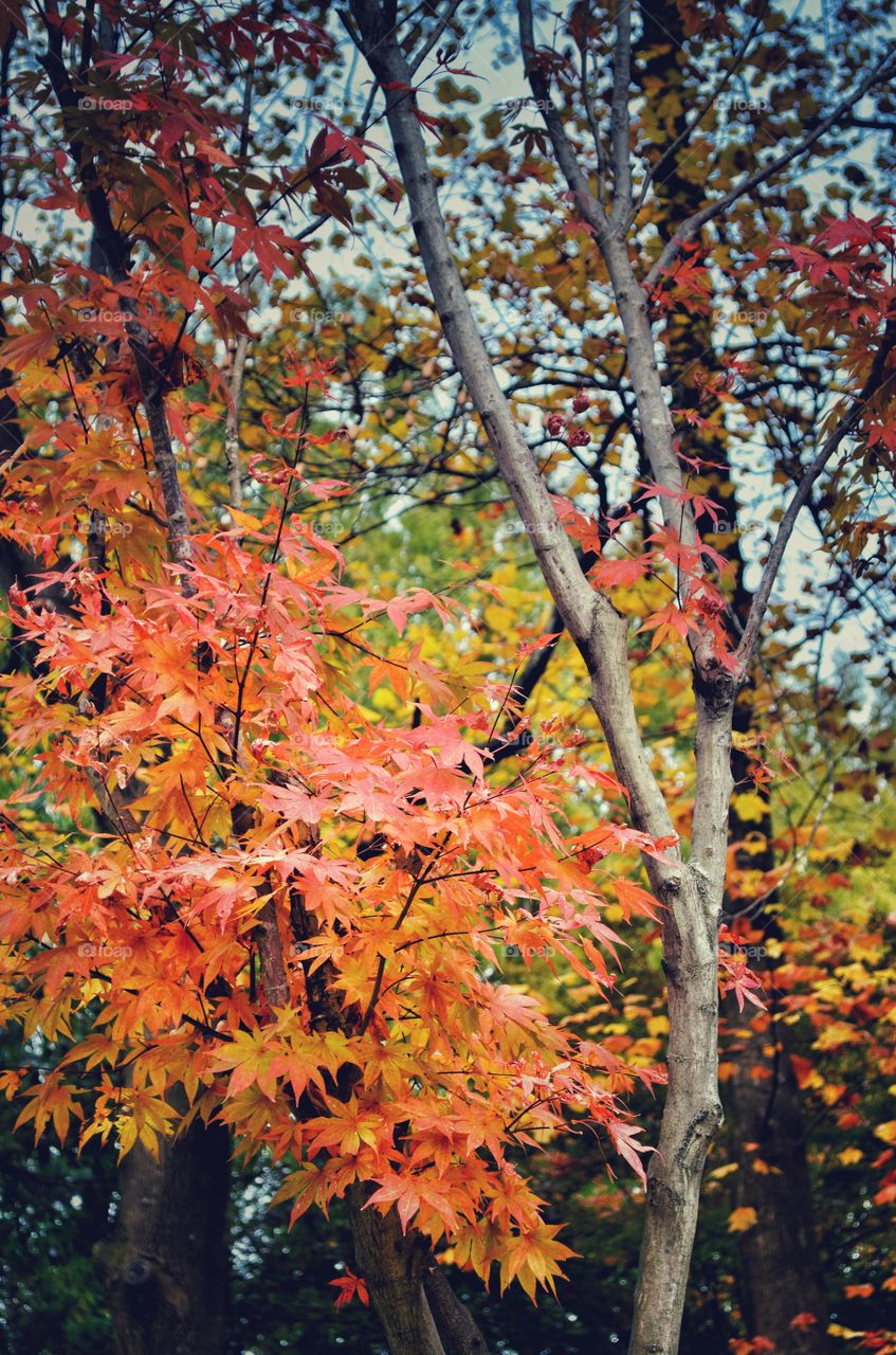 autumn tree
