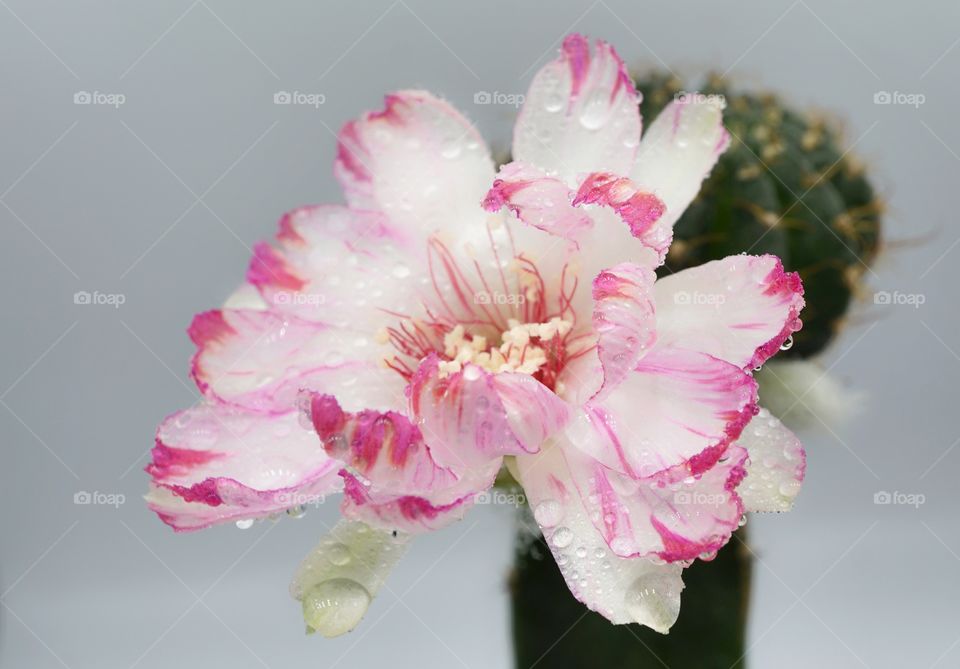 cactus lobivia bit flower