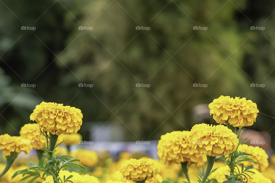 Yellow Marigold  flowers or Tagetes erecta in garden at Phu Rua, Loei in Thailand.