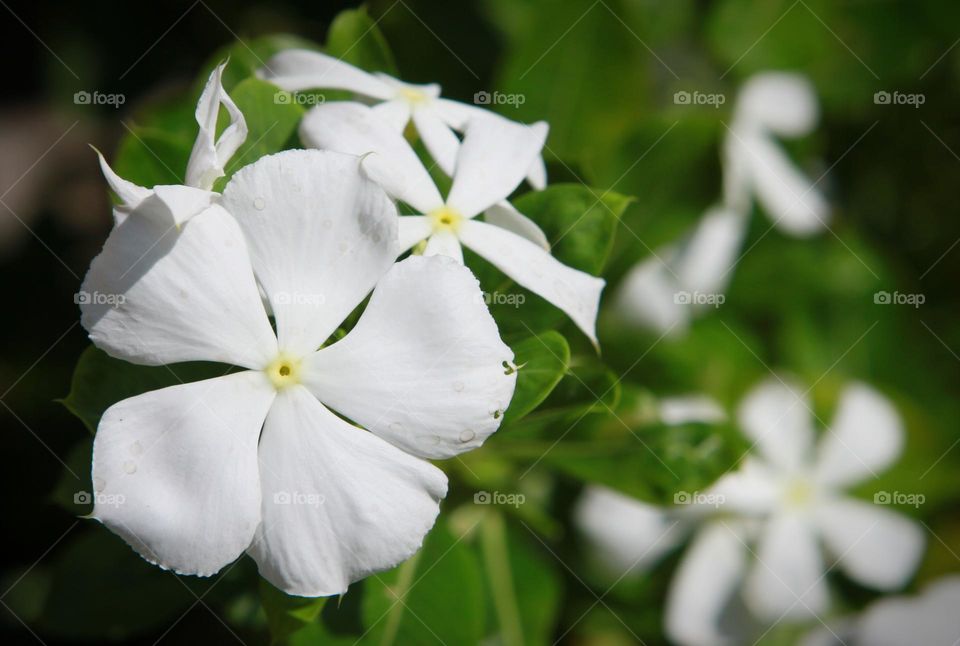 beautiful wild white flowers