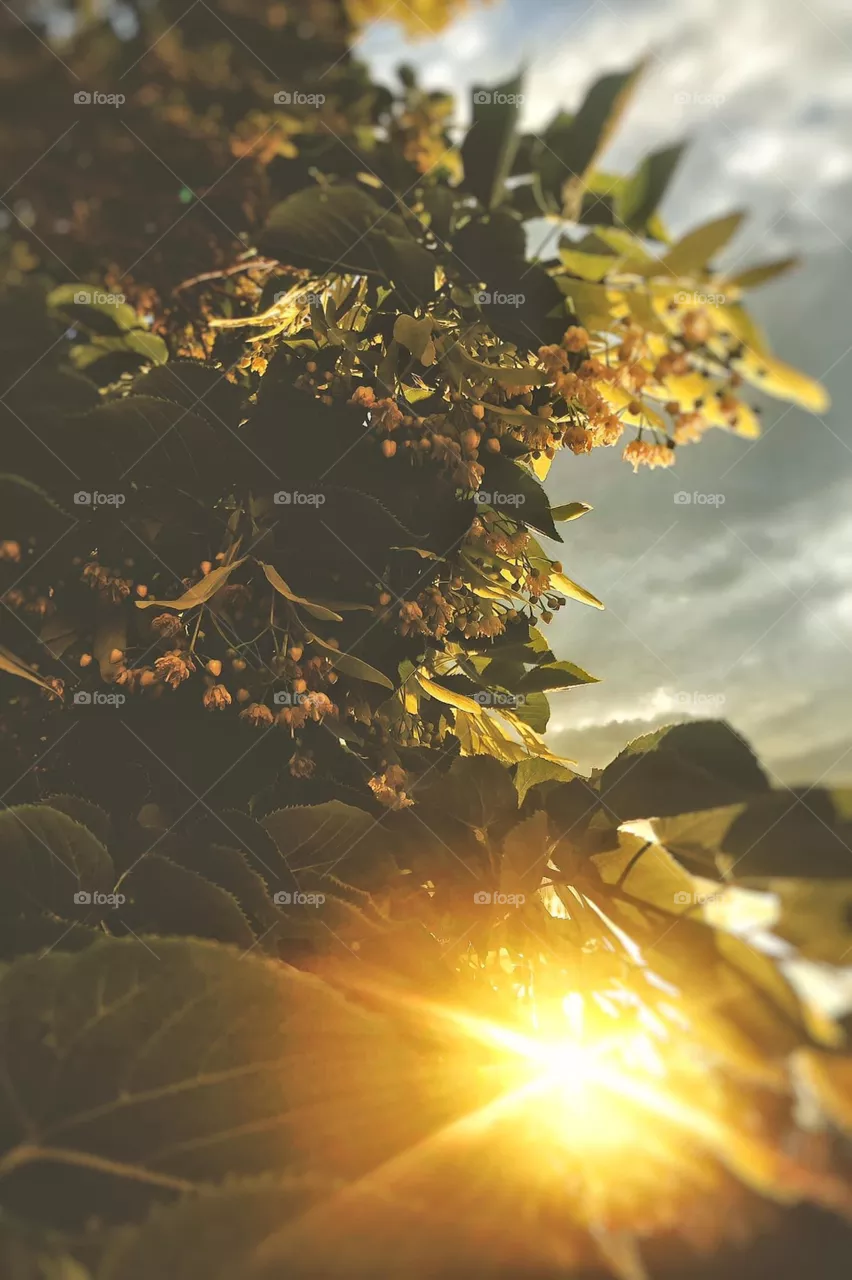 Dreamy Light