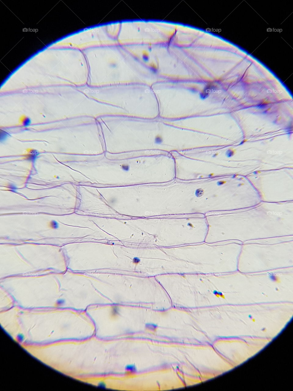 Muestra microscopía 2 cebolla