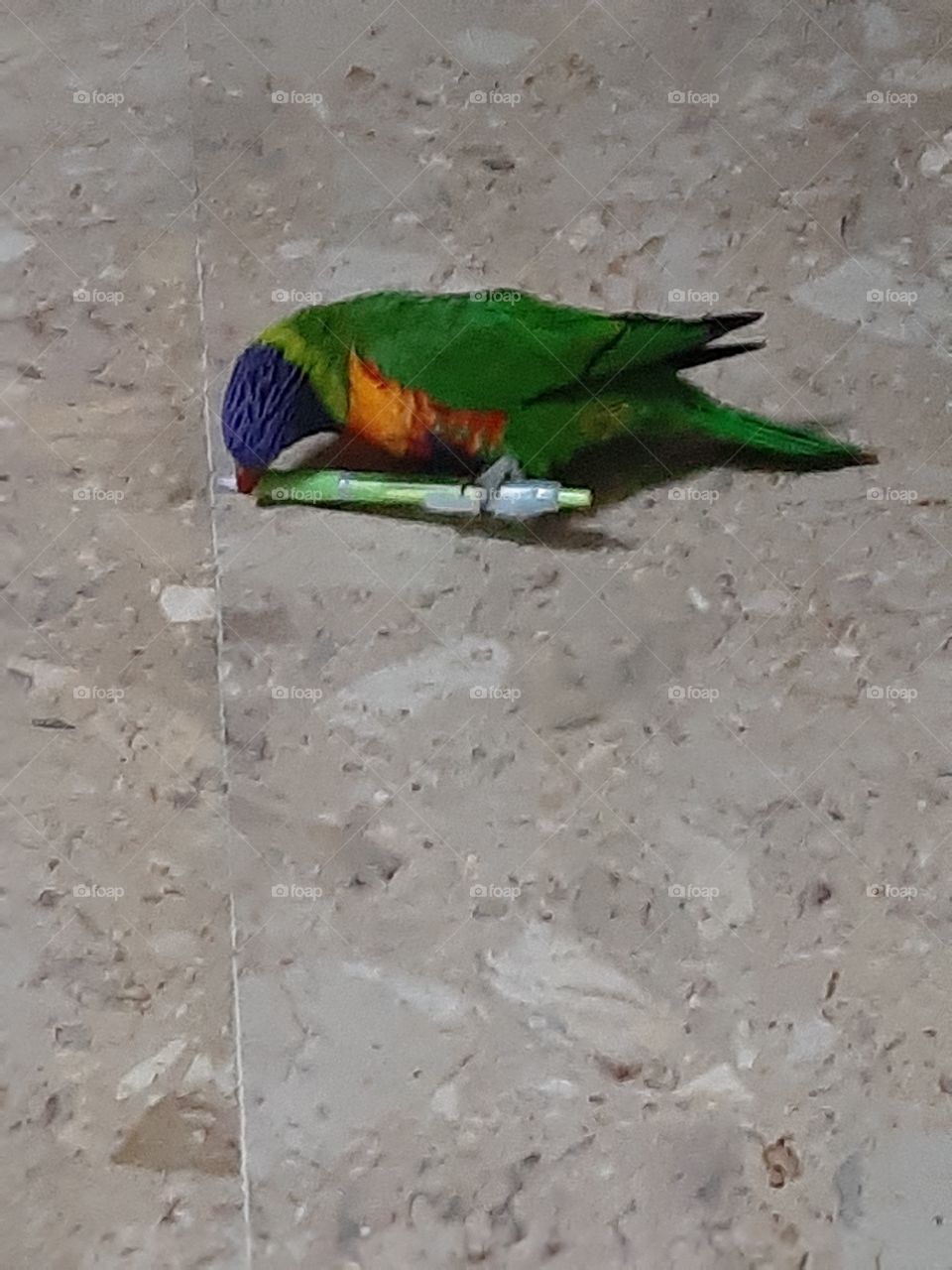 papagaio domestic9