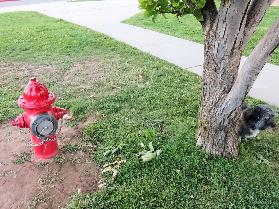 Hydrant