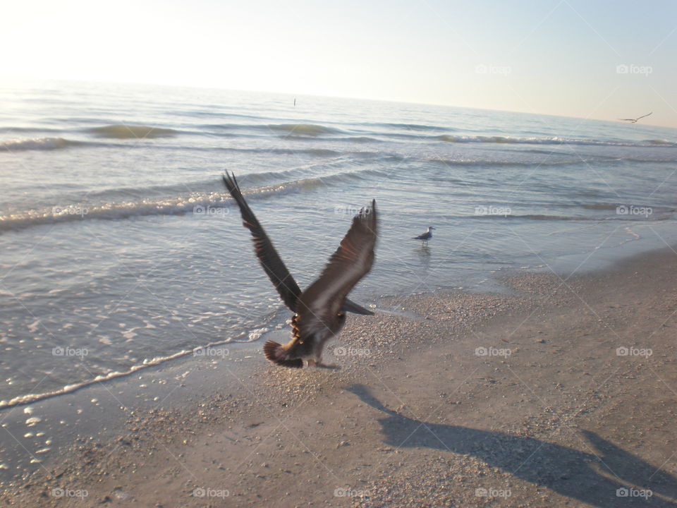 A pelican on the beach flies away, perhaps to get away from the camera? The water is seen in the background.