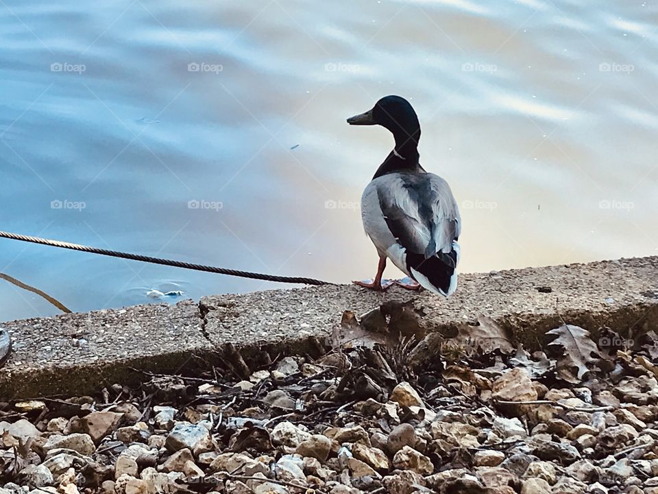 Gorgeous family of resident ducks out for a swim on the beautiful sunny day at the beach!