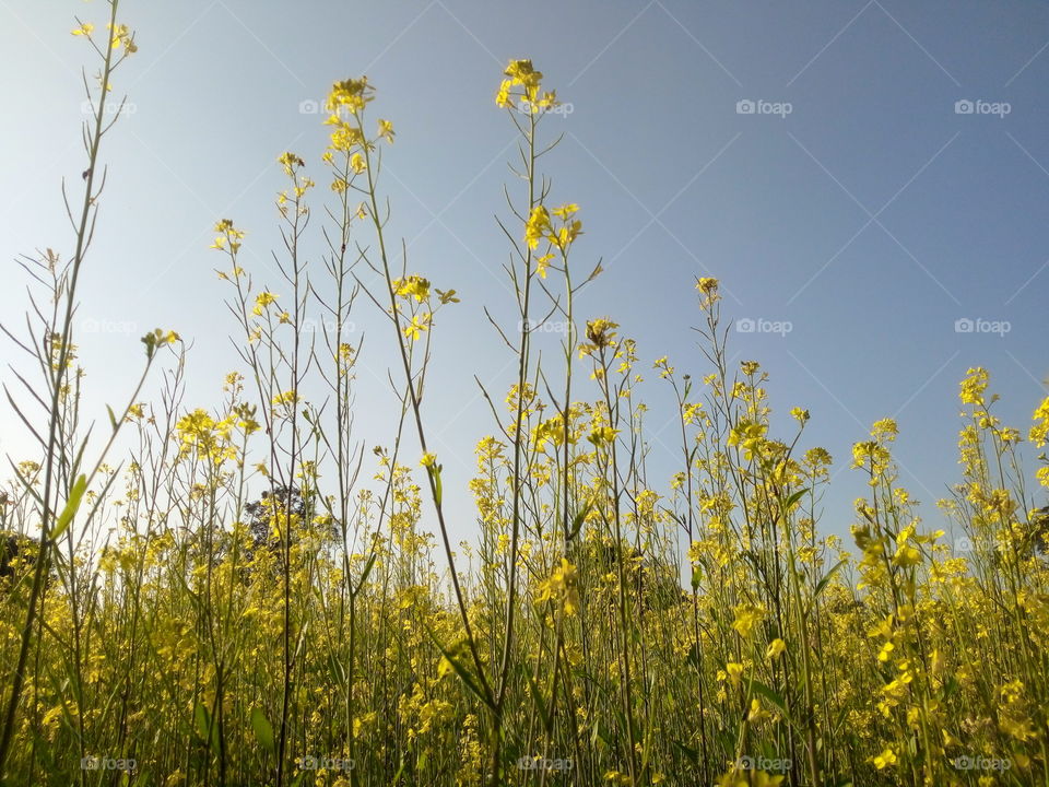 Sarso ki kheti image India