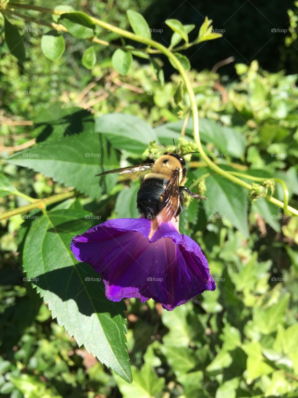Morning Glory with Bumble Bee