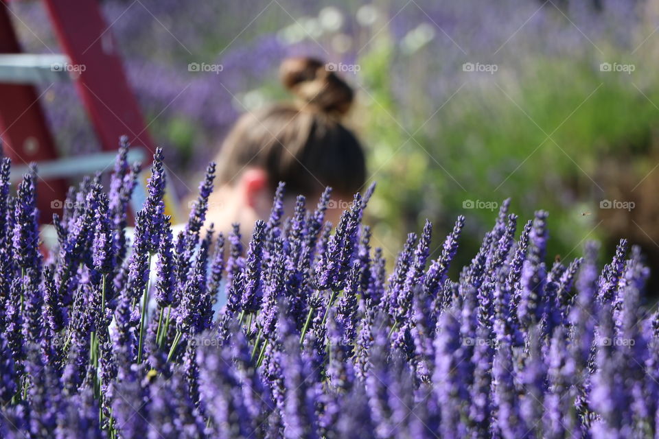 Young woman into the lavender field 