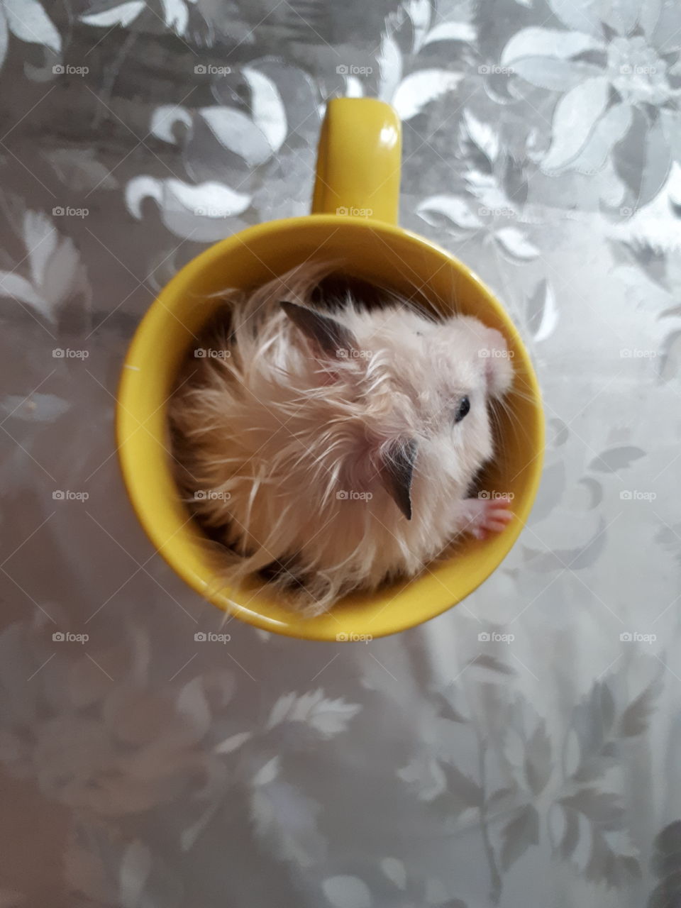 Small hamster in the yellow tea cup