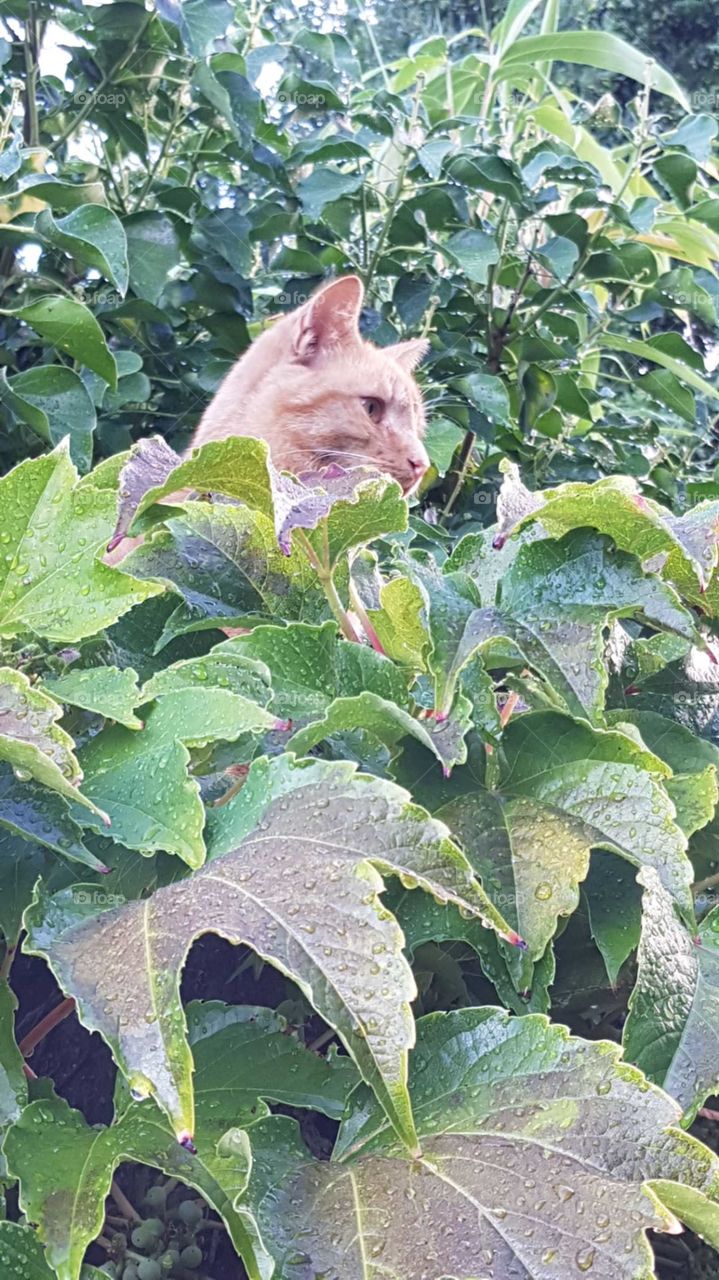 Ginger cat hiding in foliage