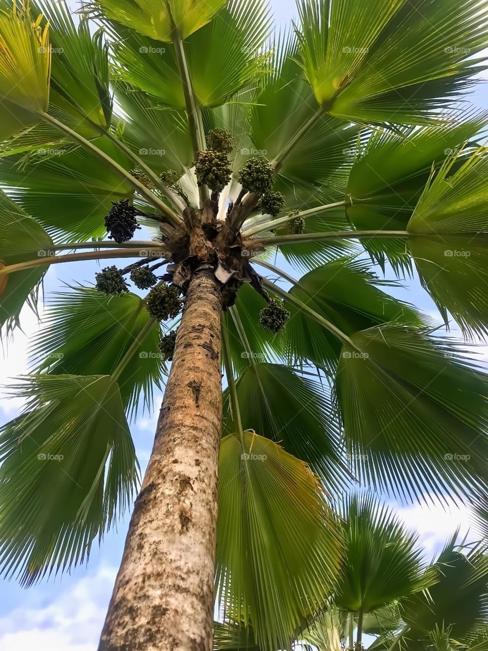 Fan palm  "looking up"