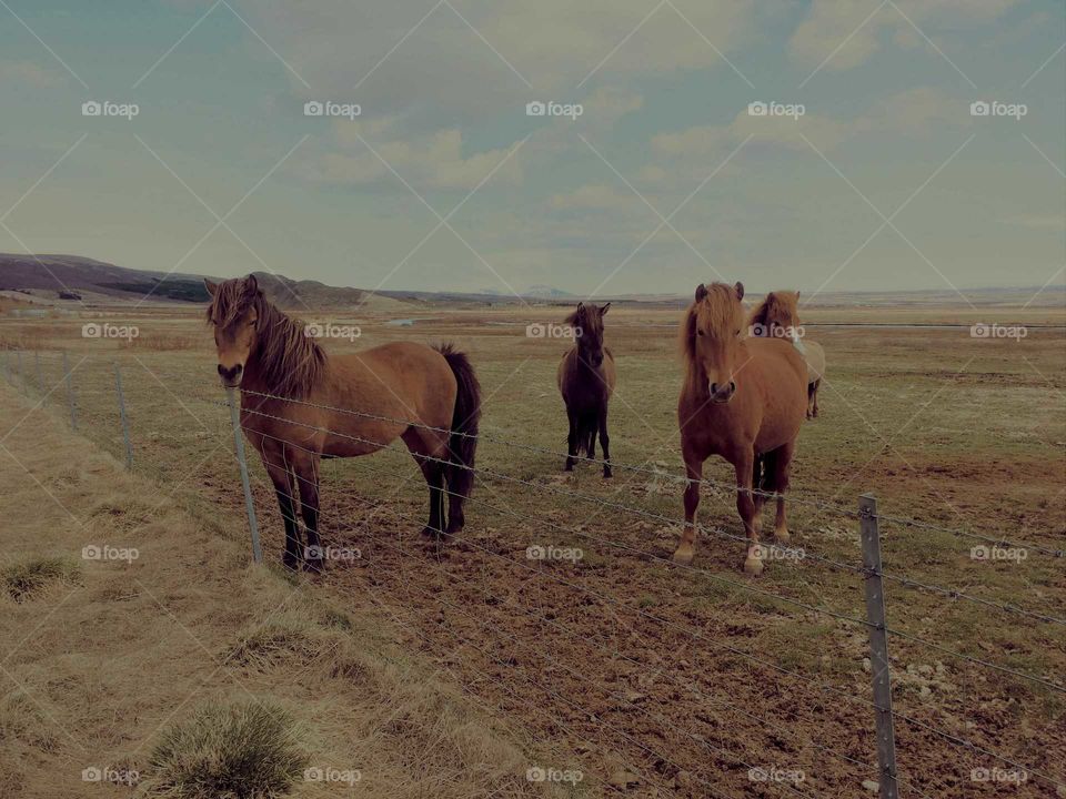 Typical Icelandic horse species